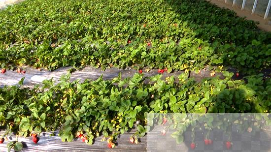 延边州安图县德化村的“莓”好时光_fororder_吉林草莓1