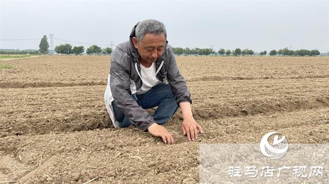 驻研种业：“芝麻播种机”助力