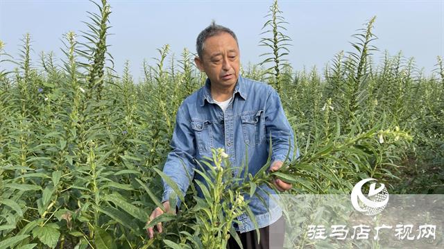 驻研种业：“芝麻播种机”助力