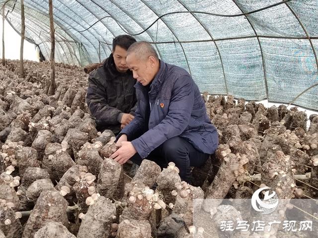 泌阳县铜山乡：特色种植让“荒山”变致富“宝地”