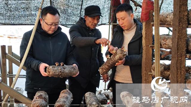 泌阳县下碑寺乡曹庄村：发展食用菌产业 “菇”足干劲促振兴